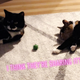 Luna and Sirius sharing this toy, or they’re waiting each other out. Who’s to say?